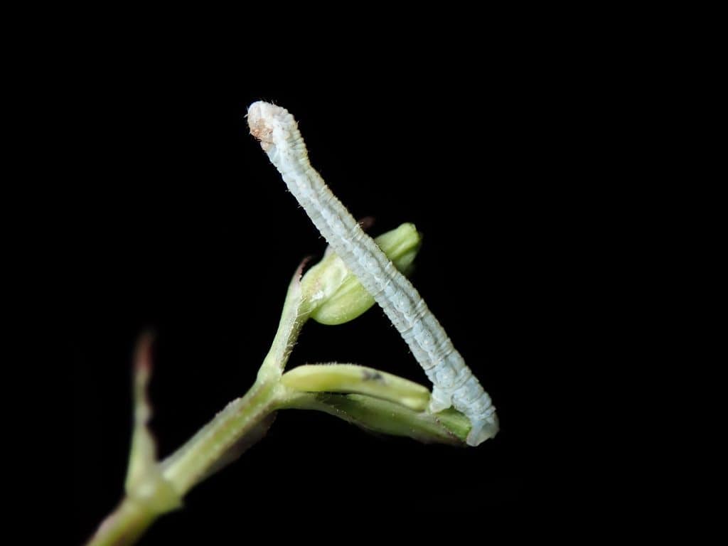 Valerian Pug moth caterpillar Eupithecia valerianata larva, sitting on a common valerian (Valeriana officinalis) stem