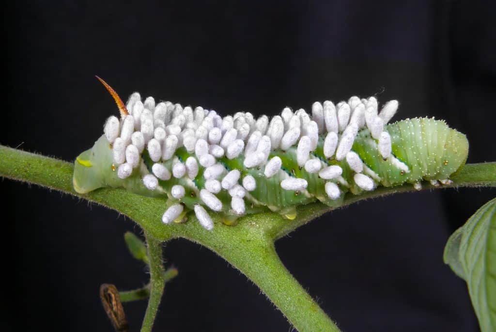 Tobacco horn worm feeding on a tomato plant. A braconid wasp has inserted dozens of eggs into the caterpillar, each of which has hatched into a wasp larva, and they are now feeding on the caterpillar.