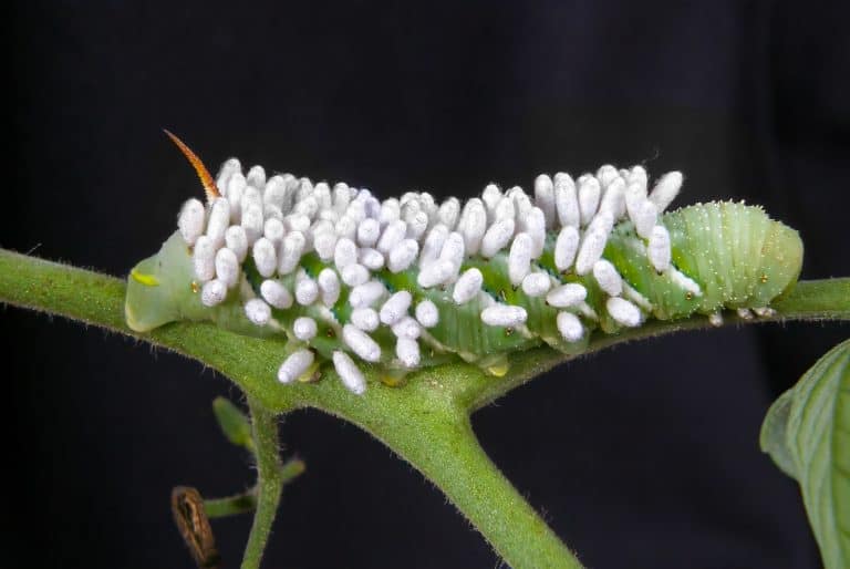 Tobacco horn worm feeding on a tomato plant. A braconid wasp has inserted dozens of eggs into the caterpillar, each of which has hatched into a wasp larva, and they are now feeding on the caterpillar.