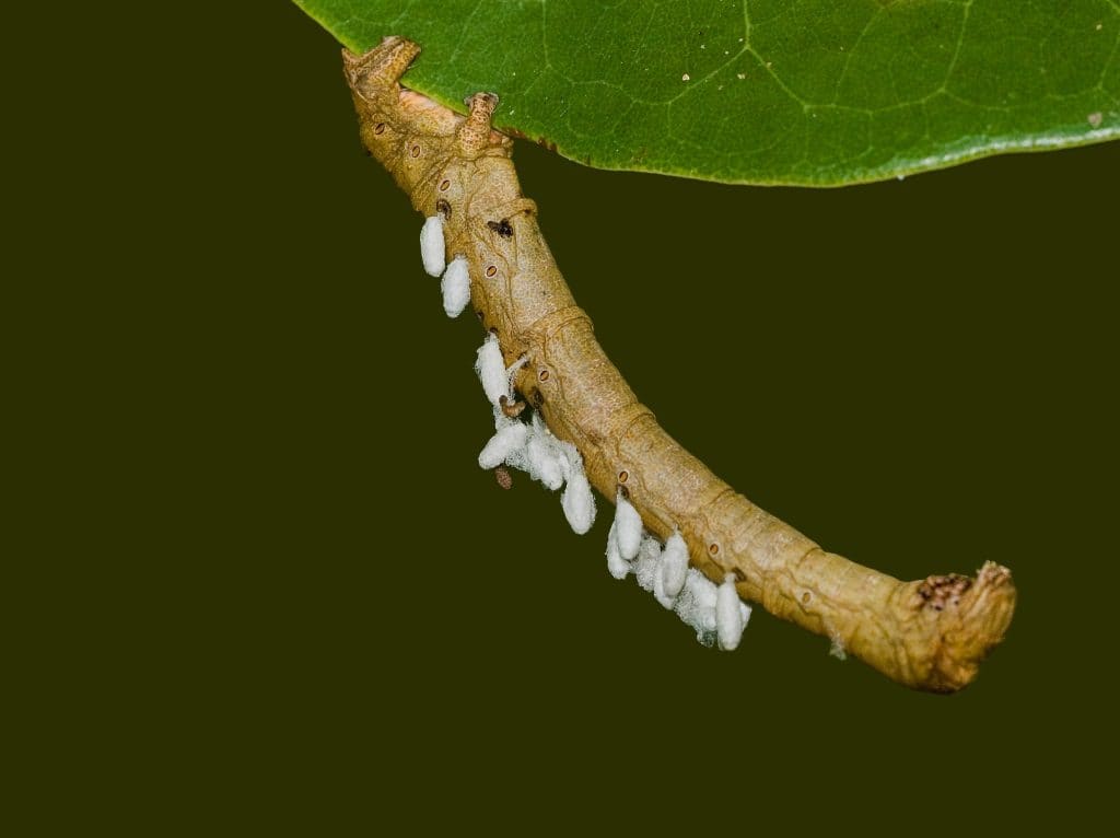 This moth stick caterpillar was injected with wasp eggs. The larvae have already emerged and spun their cocoons, where they will finish maturing and emerge as tiny Glyptapanteles ssp. wasps. 
