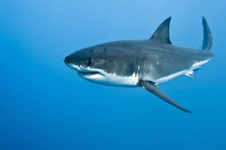 World’s largest shark discovered: what scientists found left them speechless