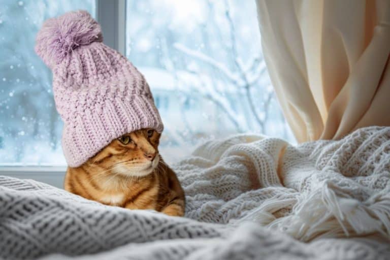 How Cold Is Too Cold For Your Cat? Vets Reveal The Hidden Danger