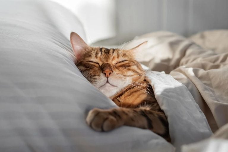 What your cat is really telling you when it kneads blankets or even you