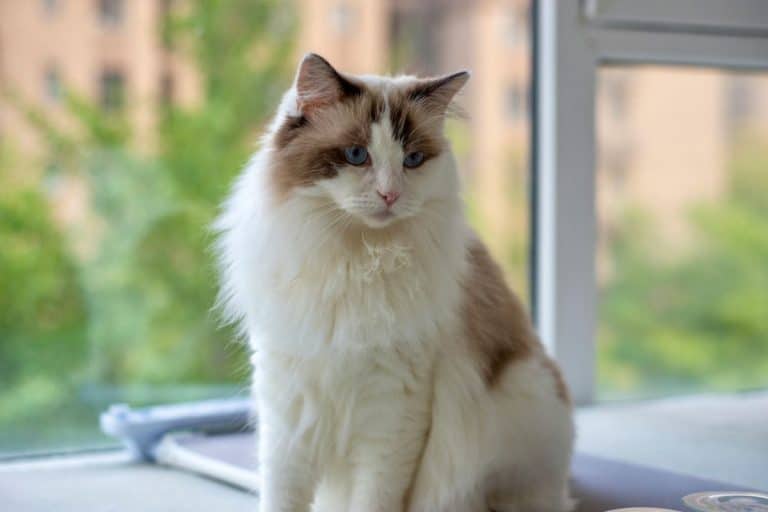Cats without outdoor access: surprising truths about their real happiness revealed