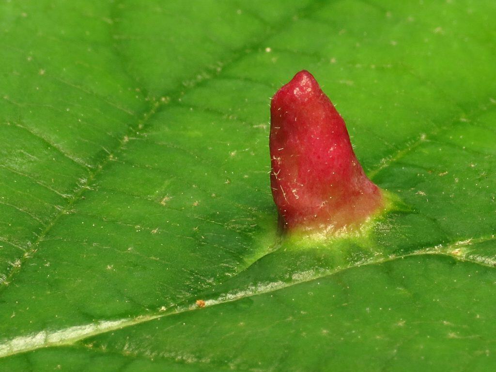 Witch Hazel Cone Gall Aphid
Hormaphis hamamelidis. Rock Creek Park, Washington, DC, USA