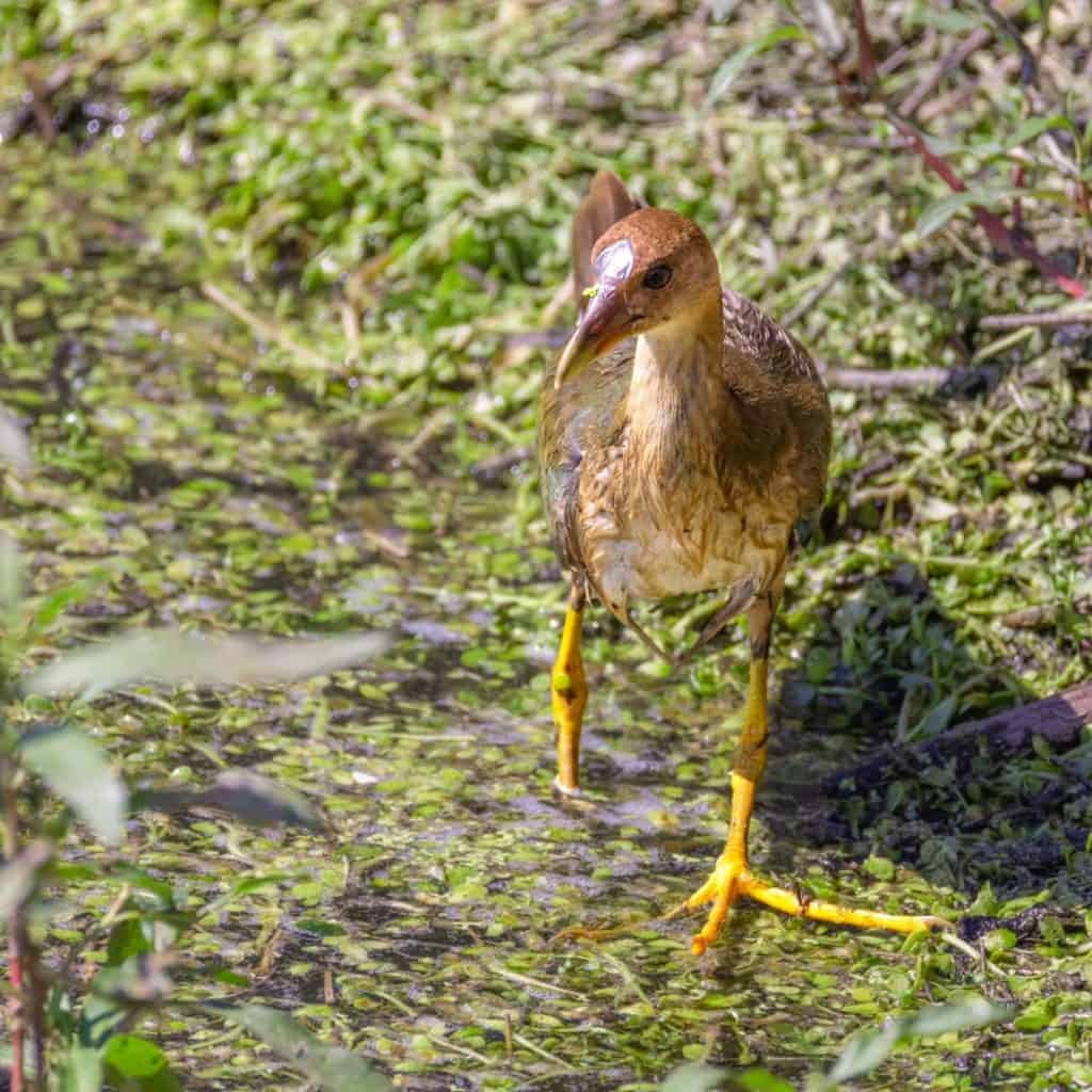 Purple gallinule juvenile in Irvine, Ca