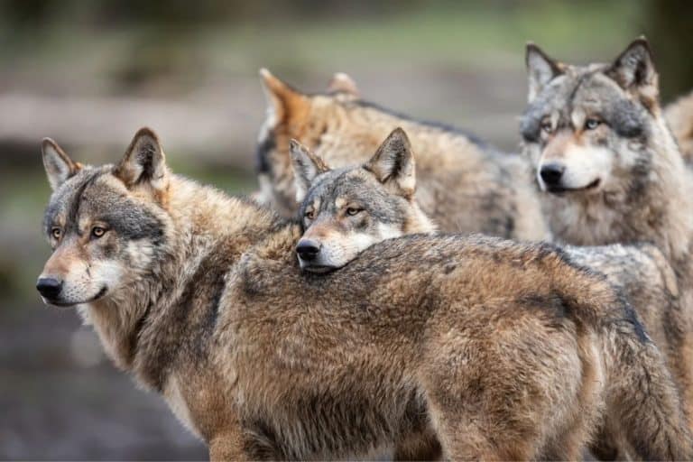 Scientists Thought This Wolf Pack Was Too Inbred To Survive, Here’s What A New Study Found