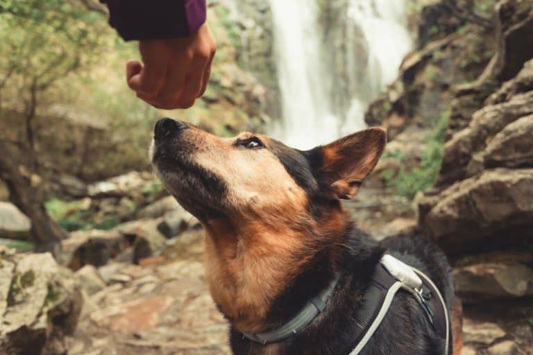 If Your Dog Instantly Dislikes Someone, It's Picking Up on Something You Can't