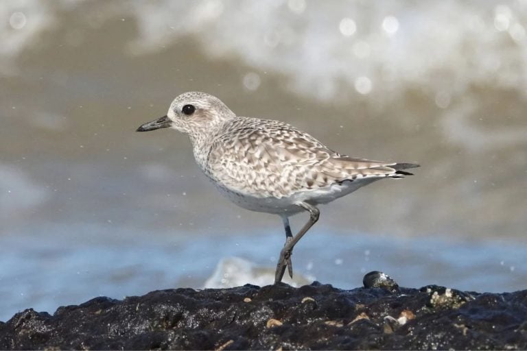 Green Bay Went 70 Years Without A Nesting Plover, Now 4 Pairs Return There Every Year
