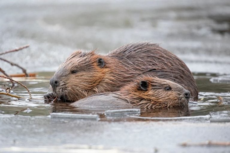 Utah Moved 47 'Nuisance' Beavers To A Desert River, And Only About A Quarter Stayed