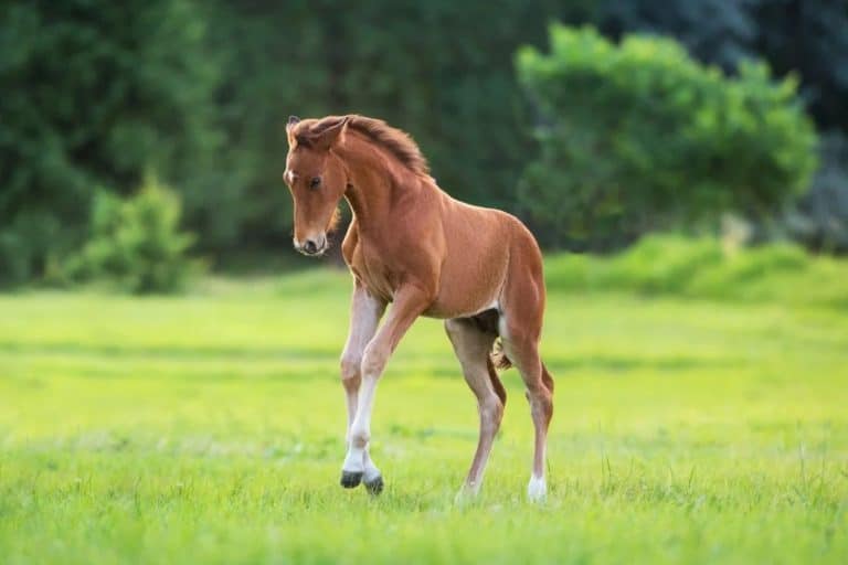 A young wild horse foal running across a green field with trees in the background, showcasing the beauty of Kazakhstan's native wildlife.