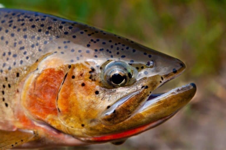 Utah Pulled One Invasive Fish Out Of A River, And A Native Species Rebounded In 6 Years