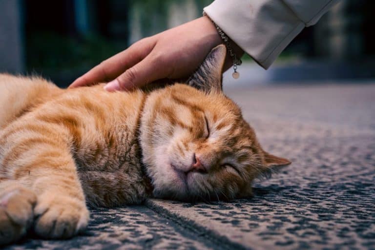Your Cat Asks for Cuddles, Then Bites You, and There's a Reason Behind It