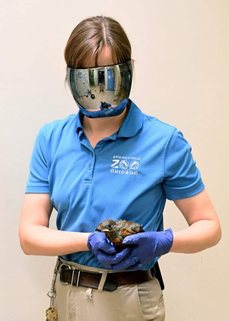 Behind the scenes of specialized bird care: this mask helps reduce human imprinting during chick rearing.