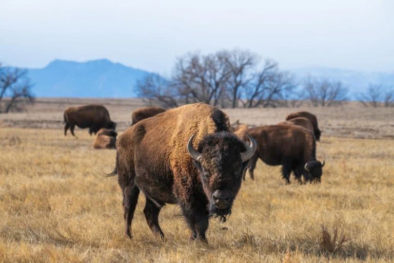 300 Bison Were Released In Oklahoma In 1993, And Now More Than 2,000 Roam The Prairie