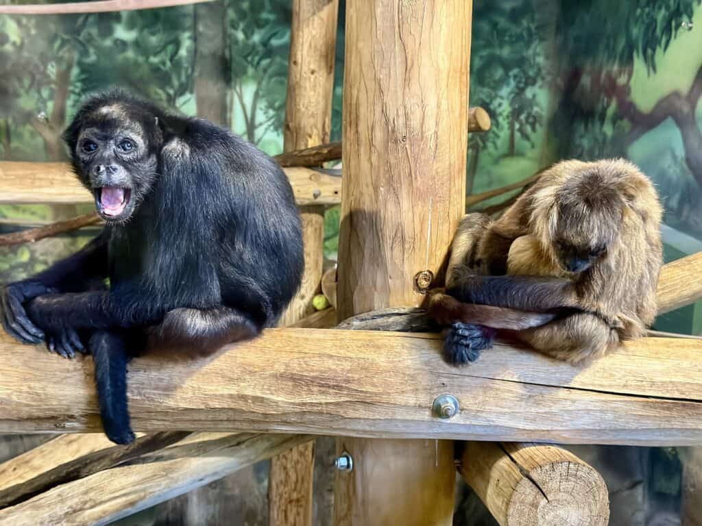 Ebony and Lemon at Hogle Zoo