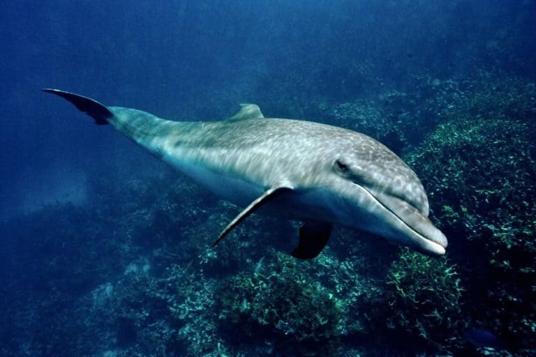 This Dolphin Chases Fish Until They Vomit, Then Eats The Meal: A First For Any Cetacean