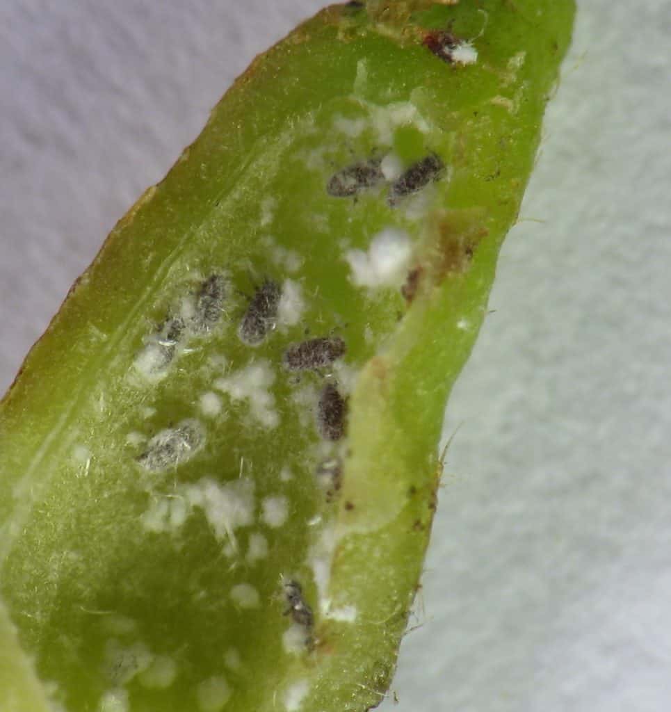 Cut open gall of Hormaphis hamamelidis (witch hazel cone gall aphid) on witch hazel, Hamamelis virginiana. Churchville Nature Center, Bucks County, Pennsylvania, USA