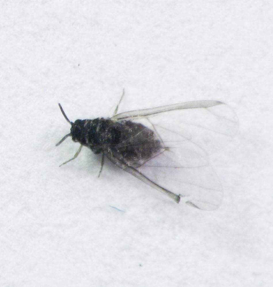 Winged adult of Hormaphis hamamelidis (witch hazel cone gall aphid) on witch hazel, Hamamelis virginiana. Size: about 1 mm. Churchville Nature Center, Bucks County, Pennsylvania, USA