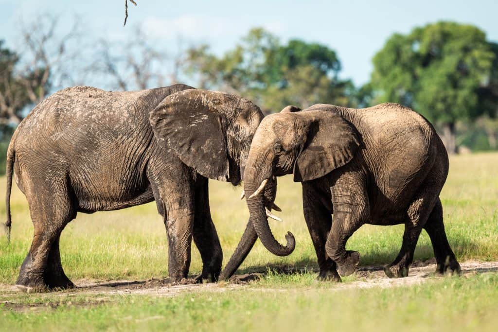Elephants in Hwange National Park, Zimbabwe