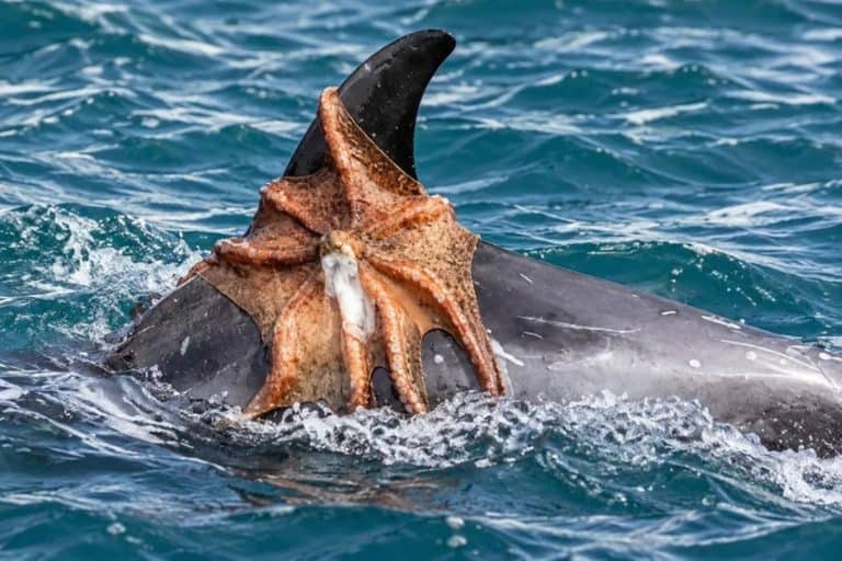 An Octopus Clung To A Dolphin's Fin Off England, In The Biggest Octopus Boom In 75 Years