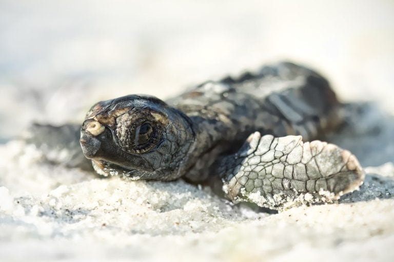 A Florida Homeowner Found 64 Baby Sea Turtles Swimming in the Backyard Pool