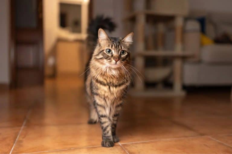 "Pet Cats Hit Local Wildlife 2 To 10 Times Harder Than Wild Predators, A 925-Cat GPS Study Found If Your Cat Goes Outside, It May Be Hitting Local Wildlife Harder Than Any Wild Predator"