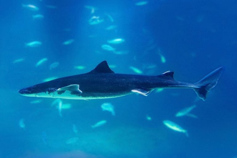 The Greenland Shark May Live Nearly 400 Years, And It Doesn't Reach Adulthood Until Around 150