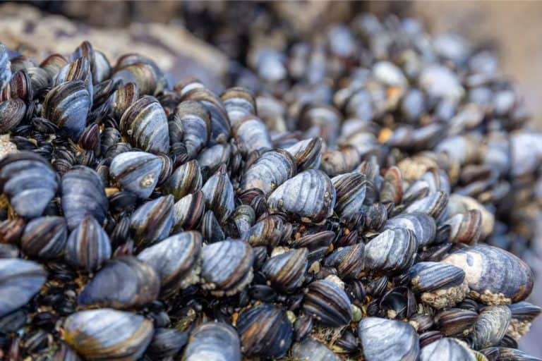 A dense cluster of mussels attached to a submerged surface in their natural aquatic habitat.