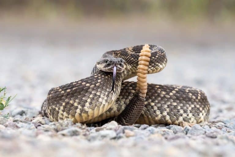 Banner Health Says Arizona Rattlesnake Bites Happen At Home, Not On Trails, And Here's Where