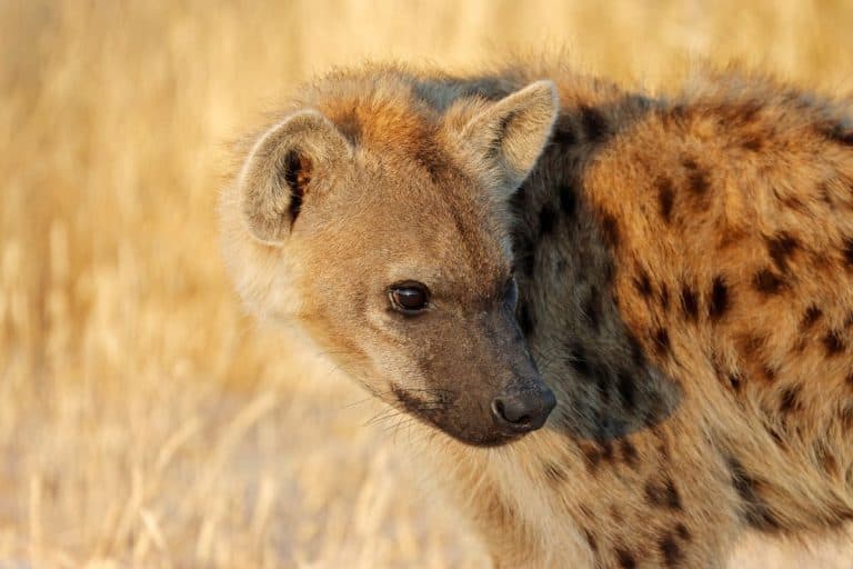 Hyenas Don't Follow Lions the Way Everyone Thought, 4 Years of GPS Data Show