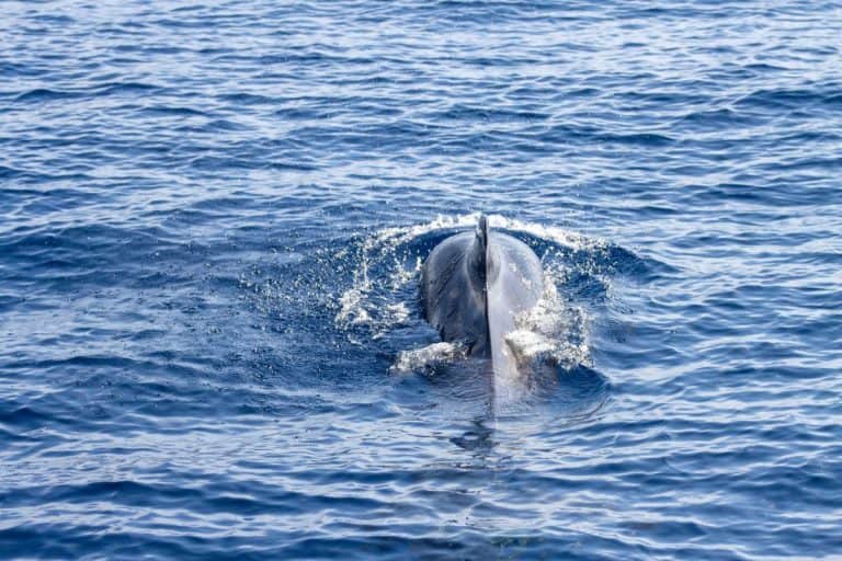 Whales and Dolphins Crossed a Line in Evolution They Can Never Come Back From