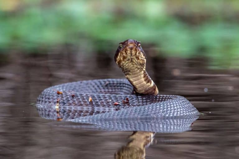 Florida's Cottonmouths May Be Leaving The Swamp, And A Rerun Of A 2005 Survey Hints Why
