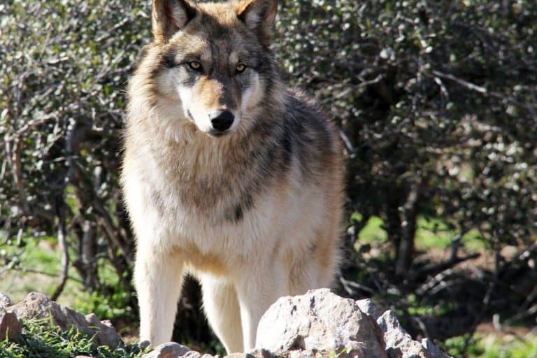Wolves Don't Only Hunt on Land, and What Was Seen on the Alaska Coast Shows It
