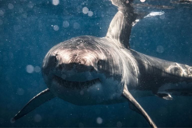 A 12-Foot Shark Got Stuck In A South Korean Canal, And 600,000 People Came To See It