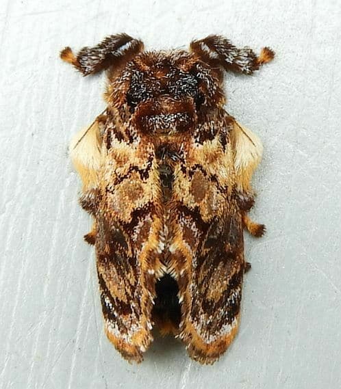 : The North American moth Phobetron pithecium (J.E.Smith, 1797) (Lepidoptera: Limacodidae). Photograph taken in Berks County, Pennsylvania, USA (July 16, 2020).