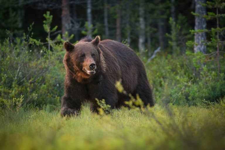 Bears Have Entered More Than 60 Connecticut Homes This Year, And Fall Is Raising The Risk