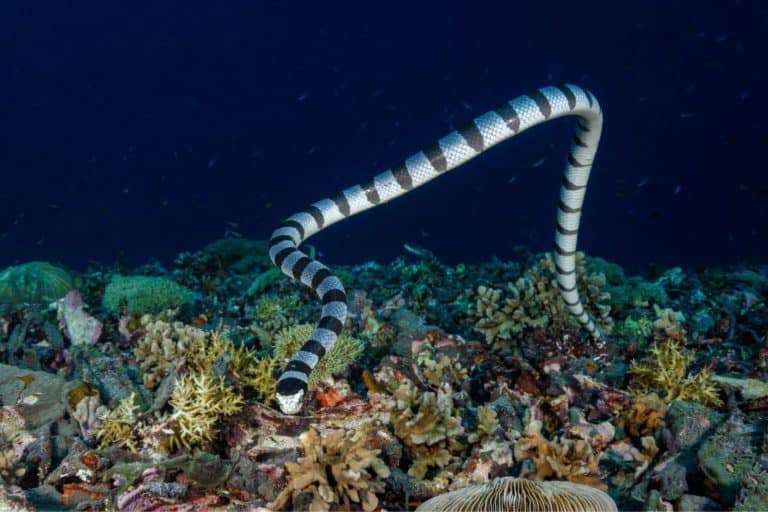 Only 6 Venomous Sea Snakes Were Ever Found In California, And 5 Came During El Niño