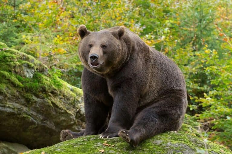 A Bear Who Nearly Died As A Cub Just Won Fat Bear Week 2026, And His Mother Won It Too