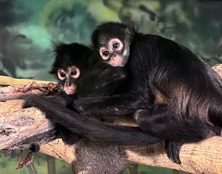 Romina and Eve, Mexican spider monkeys at Utah's Hogle Zoo