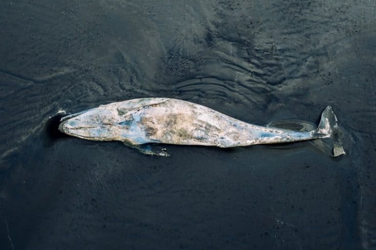 A 42-Foot Whale Carcass Washed Up On An Australian Beach, And Great White Sharks Followed