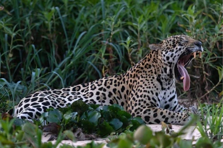 A Jaguar Was Caught On Camera In Guatemala, A Sighting Conservationists Call Once In A Decade
