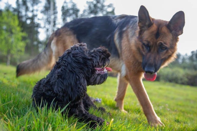 Stranded on a Busy LA Road, This Big Dog Refused to Leave Her Tiny Friend's Side