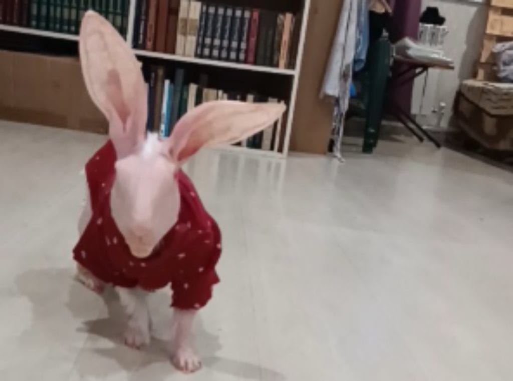 Dobbi the hairless rabbit