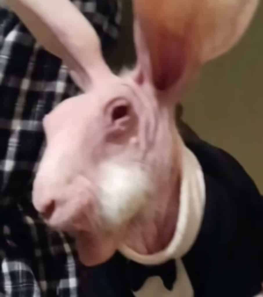 Dobbi the hairless rabbit