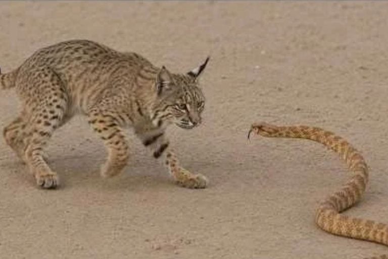 A Bobcat Attacked The World's Largest Rattlesnake, And 38 Camera Trap Photos Show How