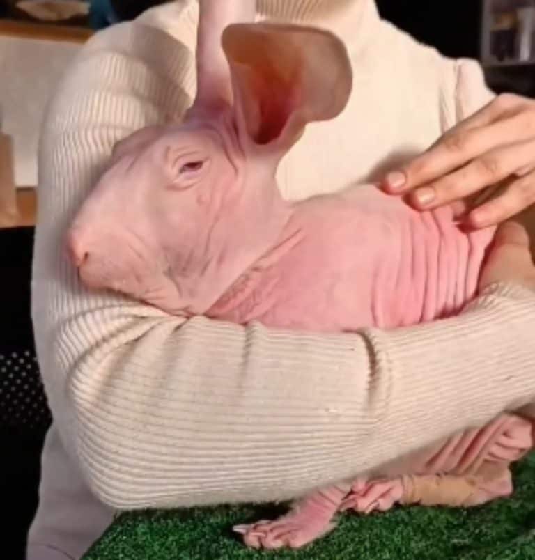 Dobbi the hairless rabbit