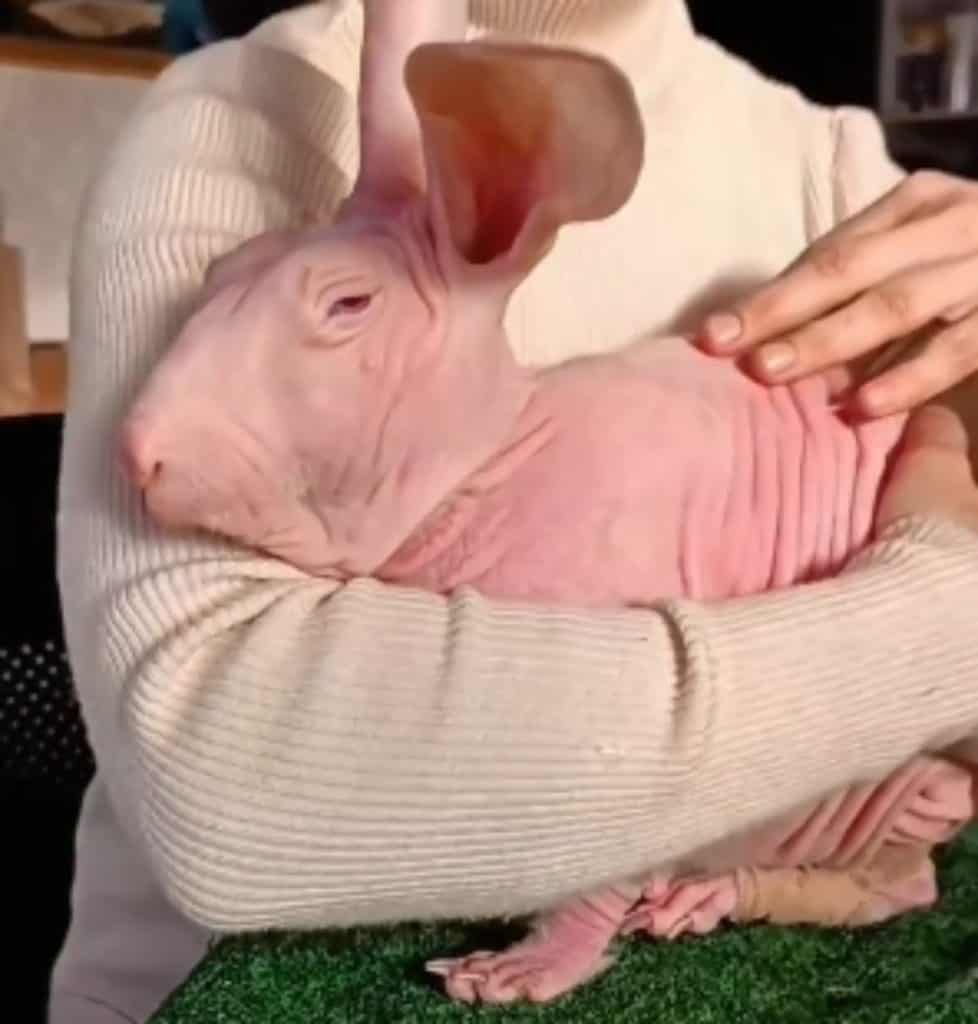 Dobbi the hairless rabbit