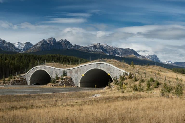 The World's Largest Wildlife Crossing Finally Has an Opening Date in California