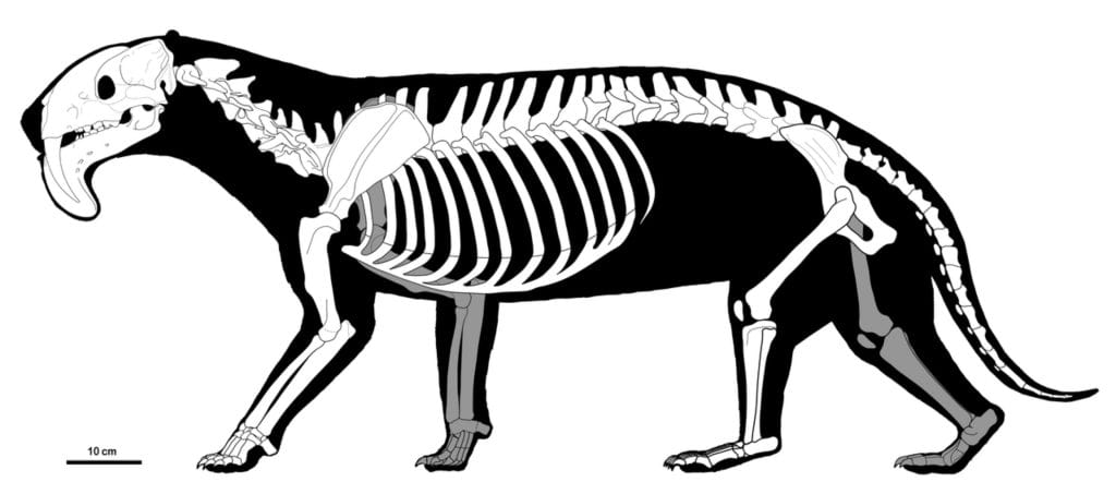 Thylacosmilus